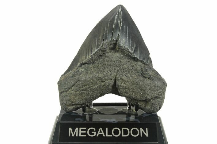 Bargain, Fossil Megalodon Tooth - South Carolina #365804